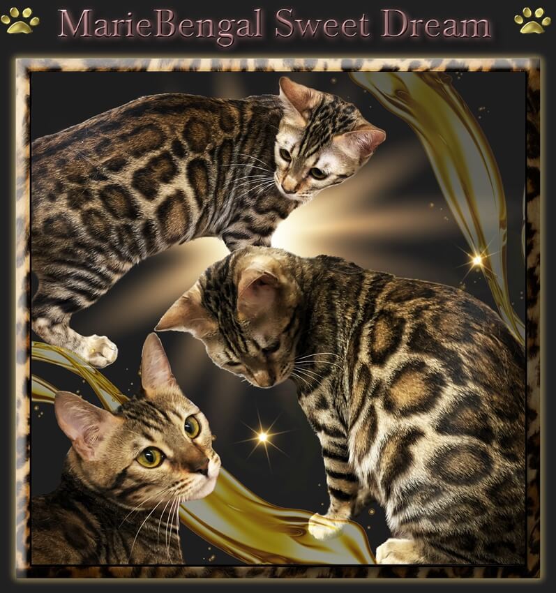 Marie  Bengal Sweet Dream