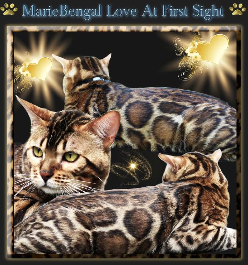 Bengal Cat Love