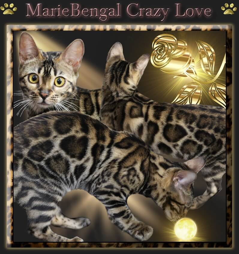 Marie Bengal crazy love