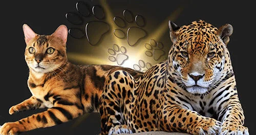 Leopard and Bengal cat side by side