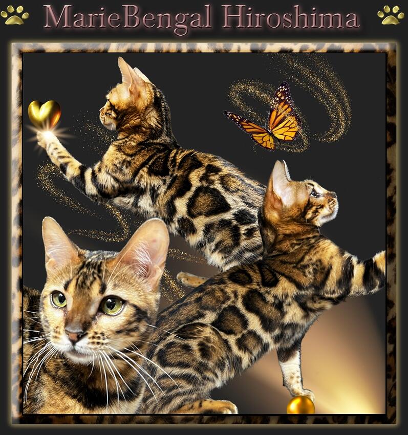Marie Bengal cats