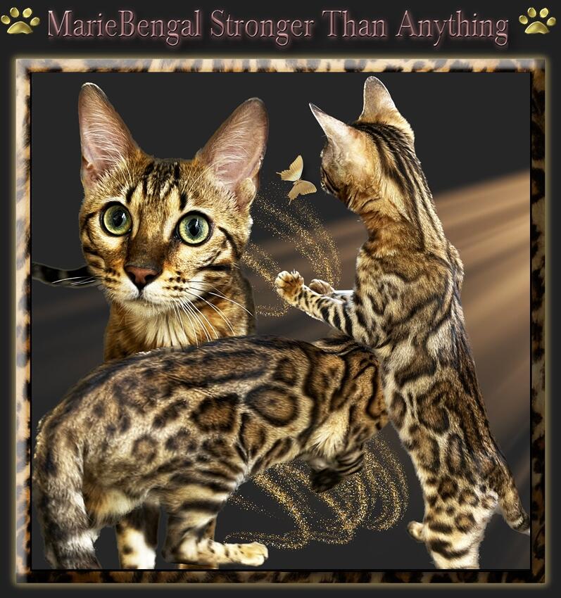 Marie Bengal cats