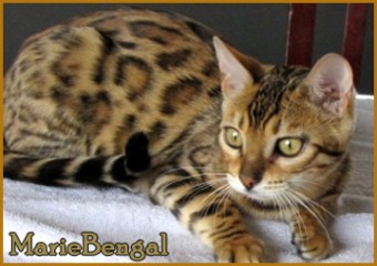 Bengal Show Cat