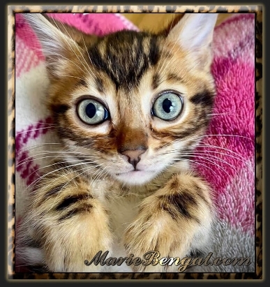 petit chaton bengals cute