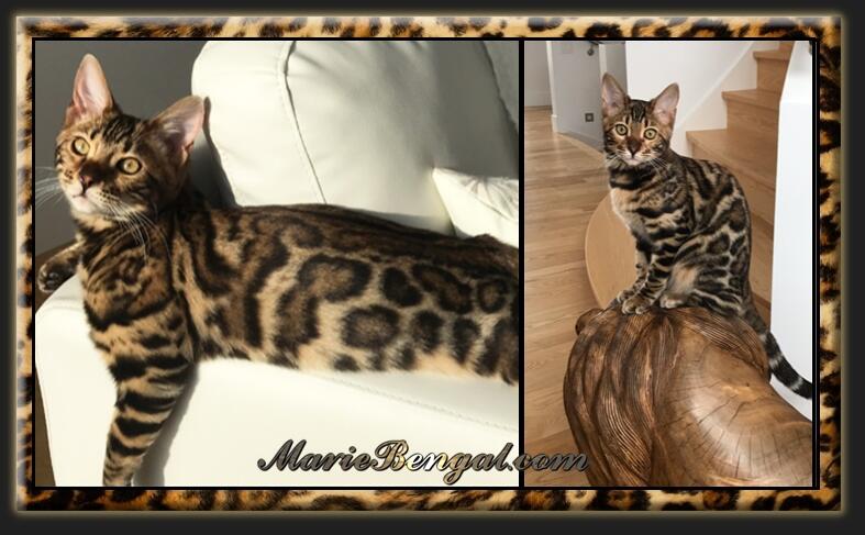 Anjou Bengals