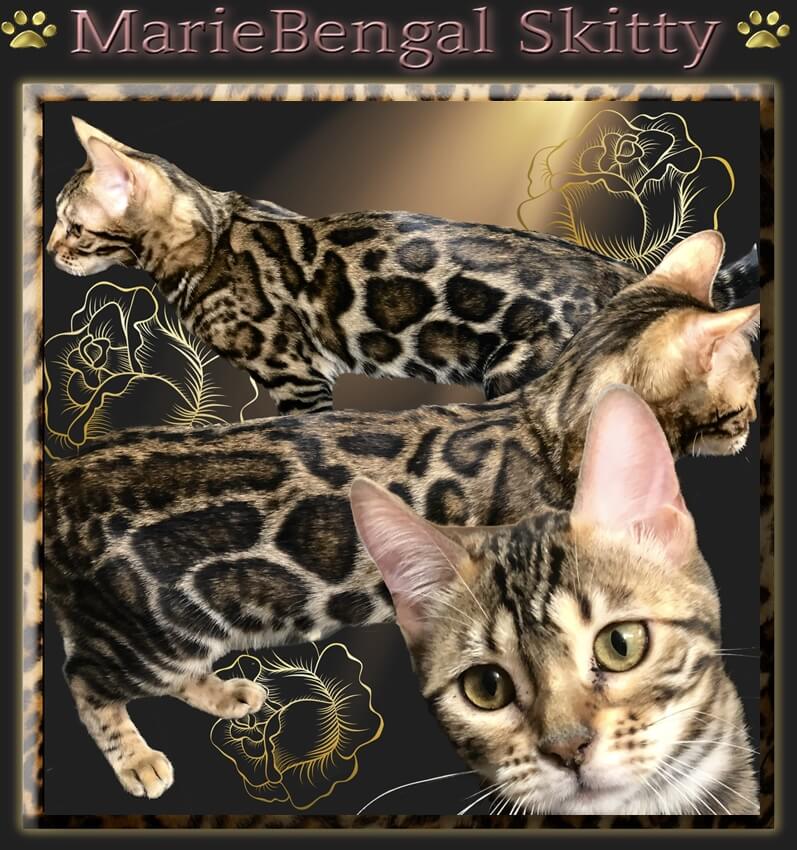 Bengal Cats breeding Studs and Queens >> Our Breeder Marie Bengal