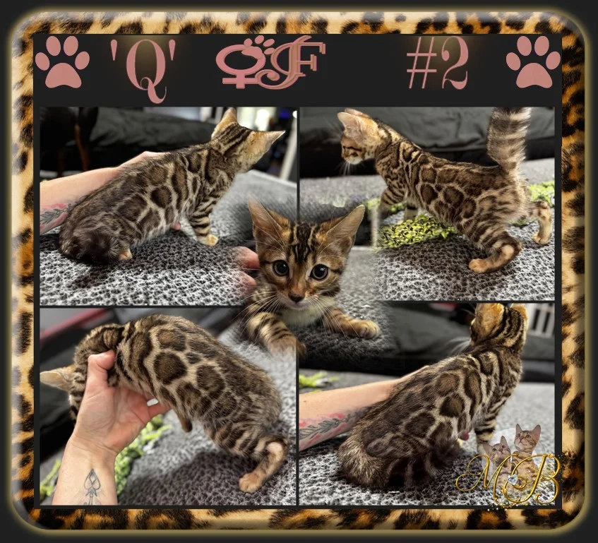 Bengal kitten