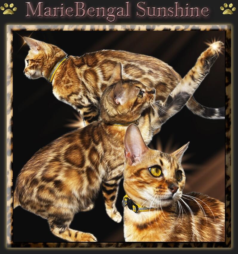 Bengal cat