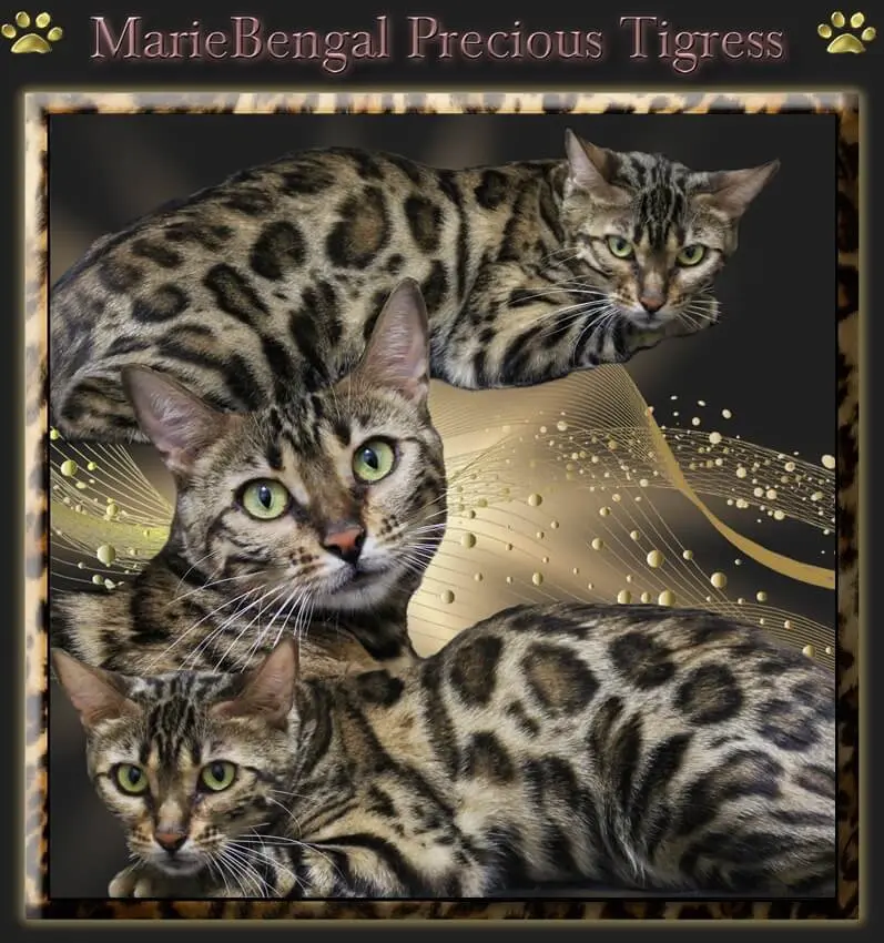 Adult bengal