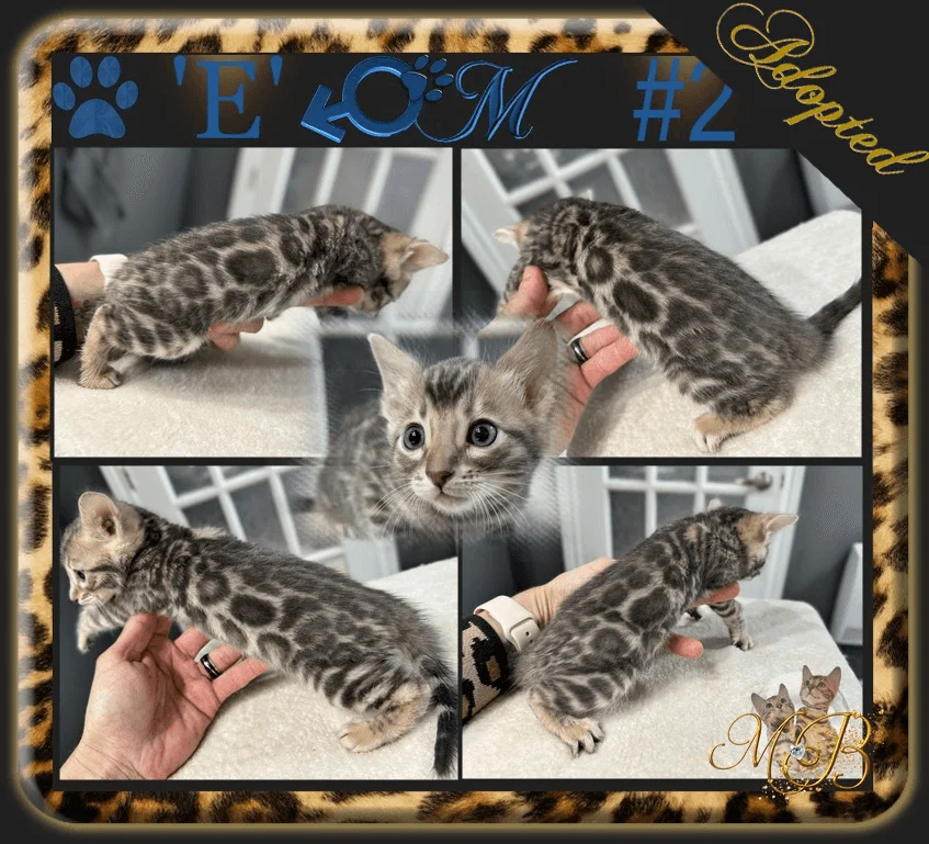 bengal cat and kittens bengal kittens