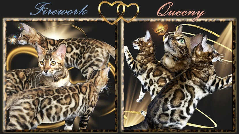 Bengal cats bengals