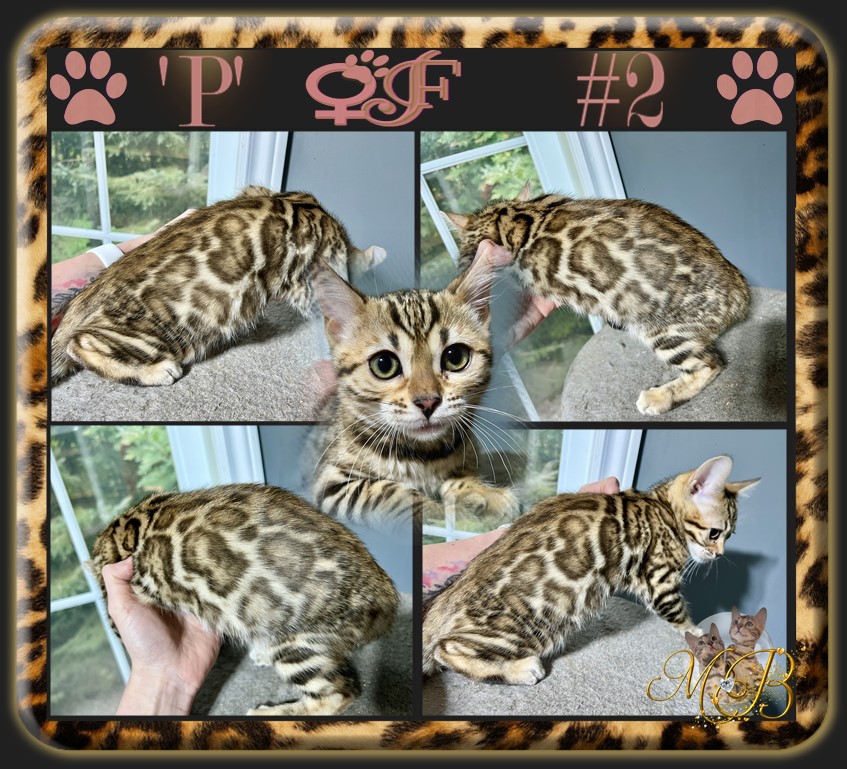 Bengal Cat for sale near Ottawa > Amazing Bengal kitten - Marie Bengal