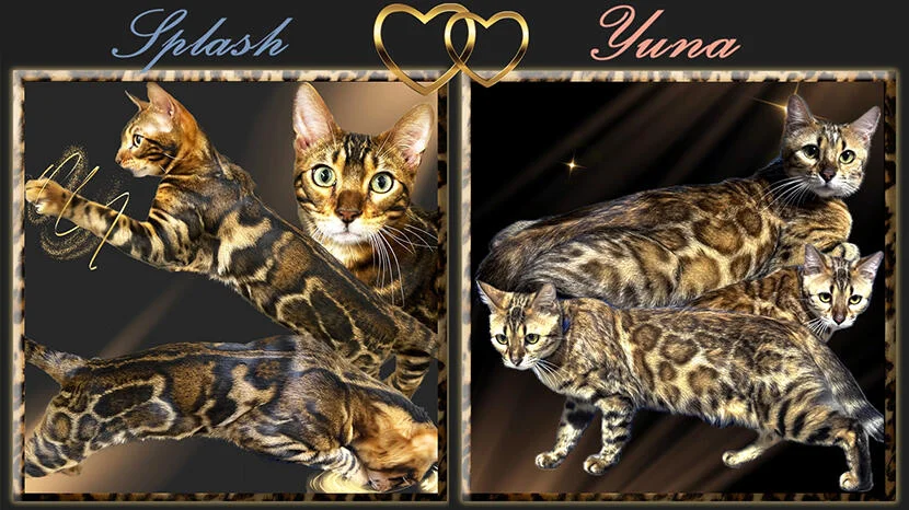 bengal cats for adoption