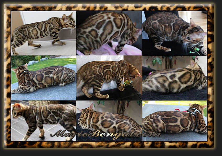 Bengal cats for sale at at Marie Bengals breeding cattery