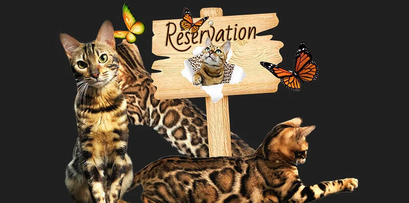 bengal kittens reservation