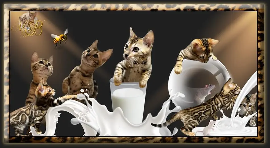Bengal kittens