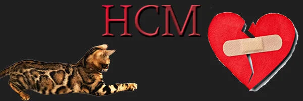HCM in cats