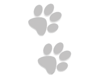 Bengal cat paws