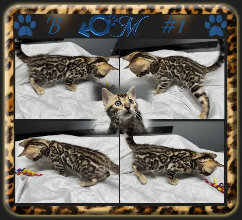 bengal