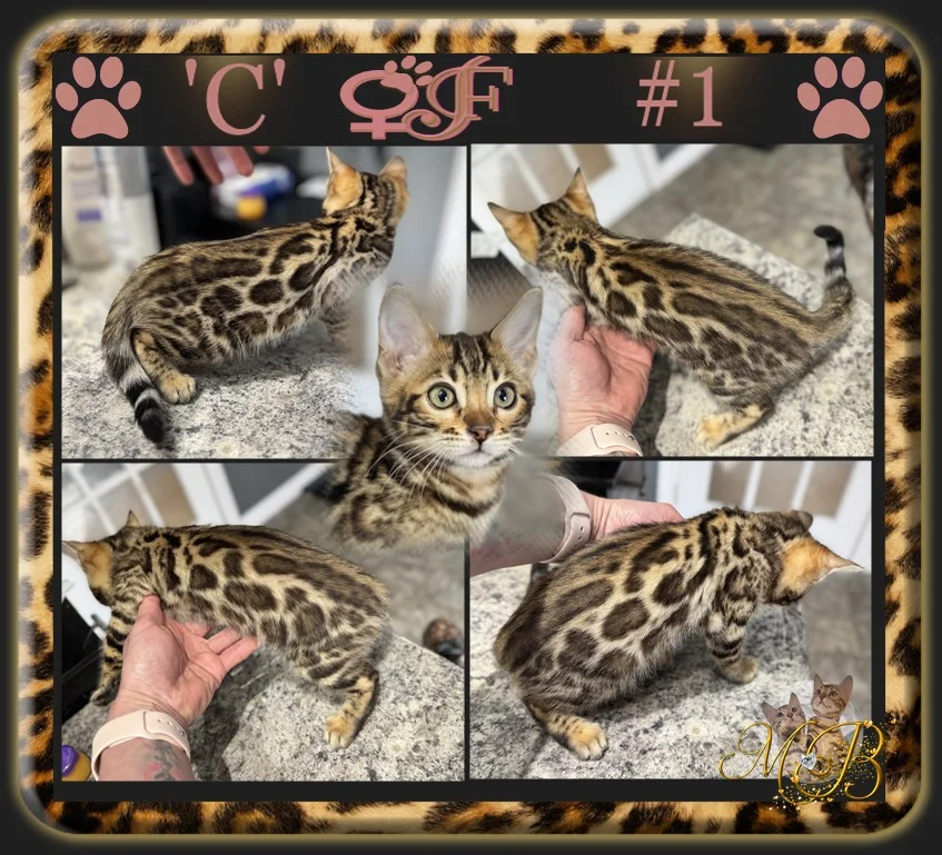 bengal kittens for adoption bengal kittens