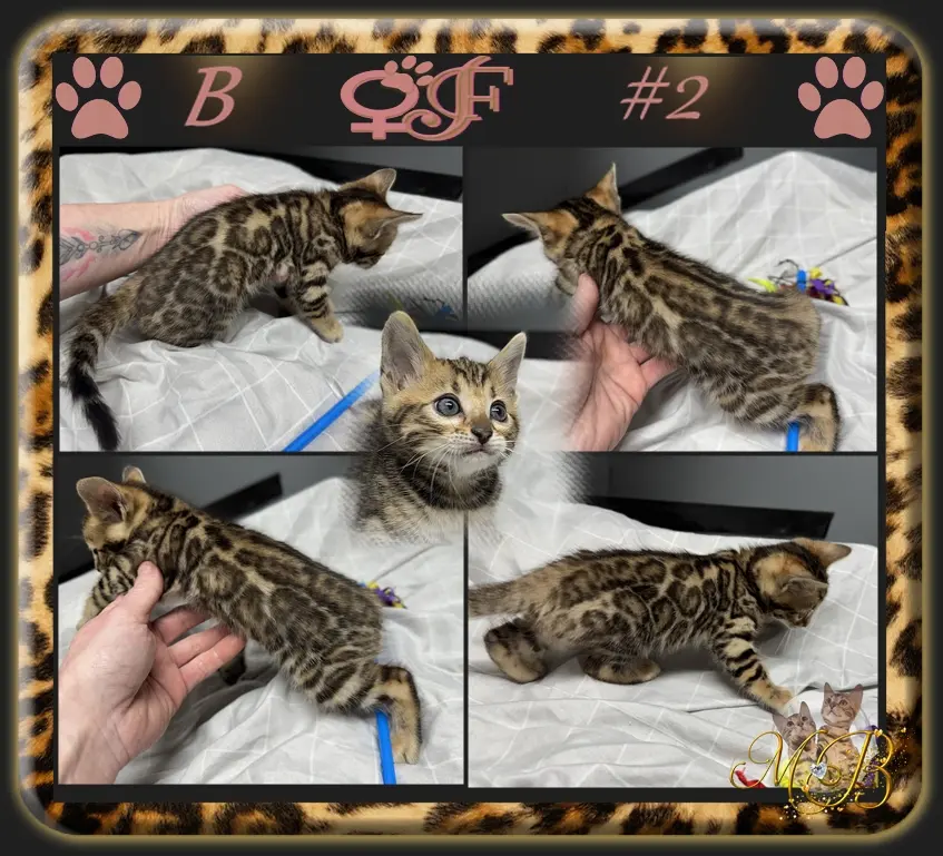 bengal kittens for sale.