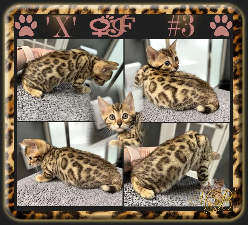 bengal kittens