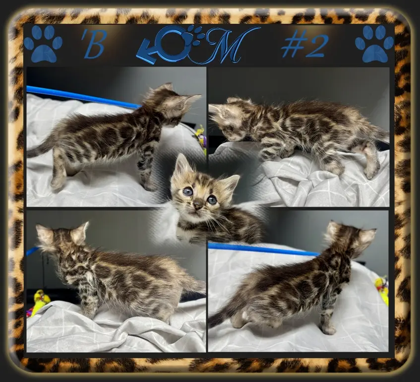 bengal