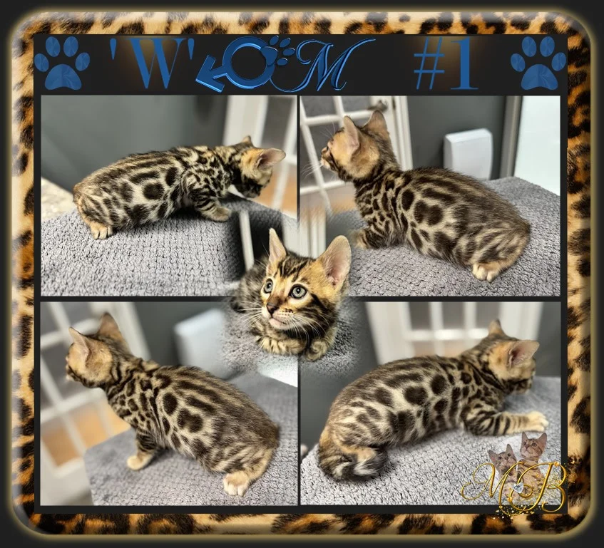 bengal kittens