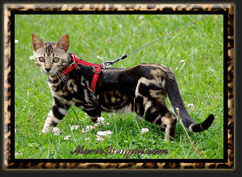 Outstanding Marbled Bengal cat