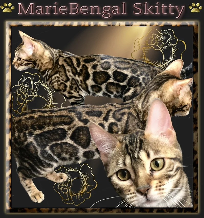 Adult bengal