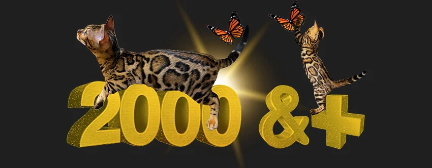 price of a spotted bengal cat