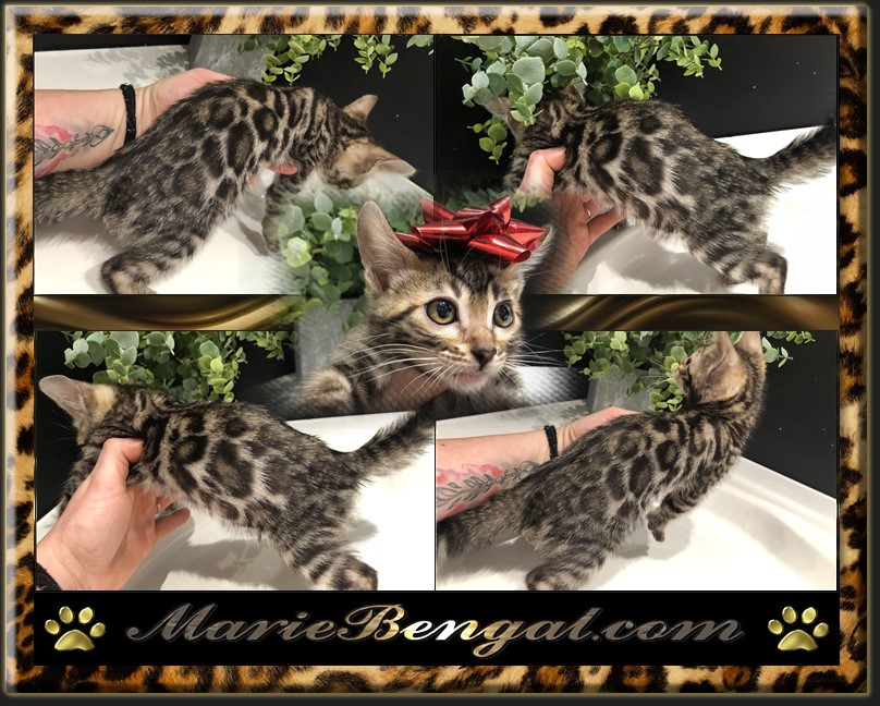 Chatons Et Chat Bengal à Vendre élevage Au Québec Marie