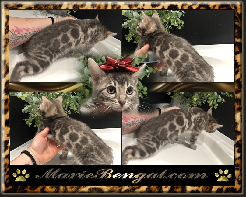 Chatons Et Chat Bengal à Vendre élevage Au Québec Marie