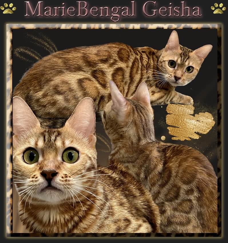 Chat de Bengal