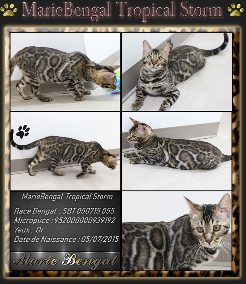 Adultes Bengal Disponible Nos Bengals Retraités Marie Bengal