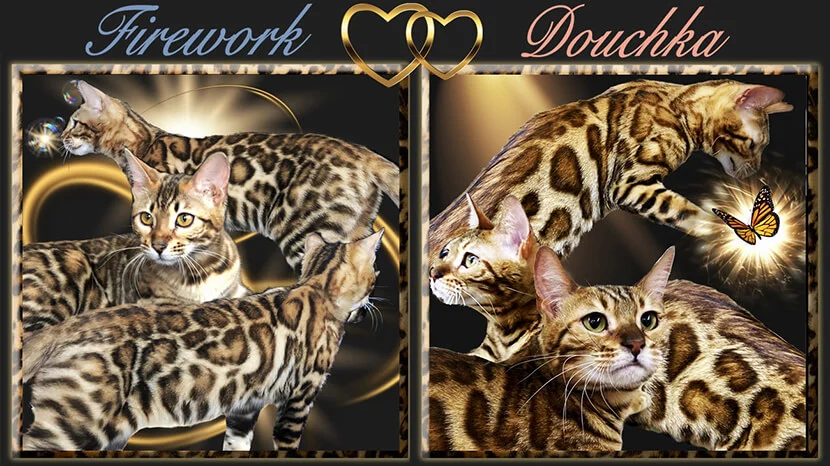 Bengal bengal