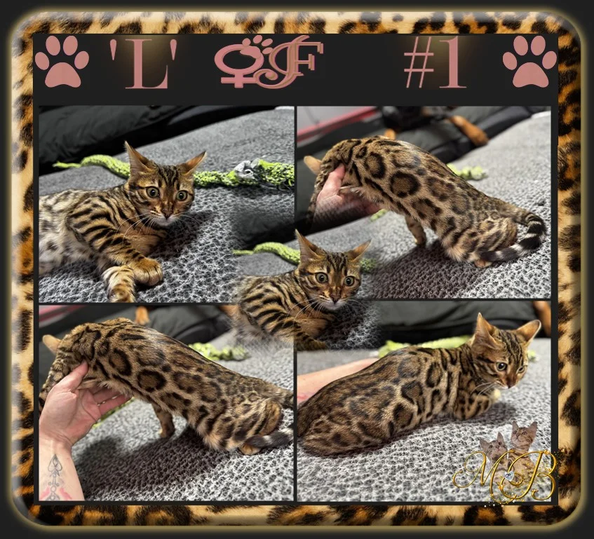 Chaton Bengal