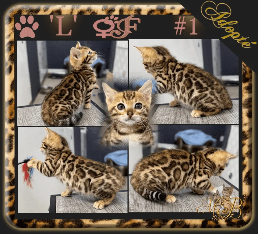 Chaton Bengal