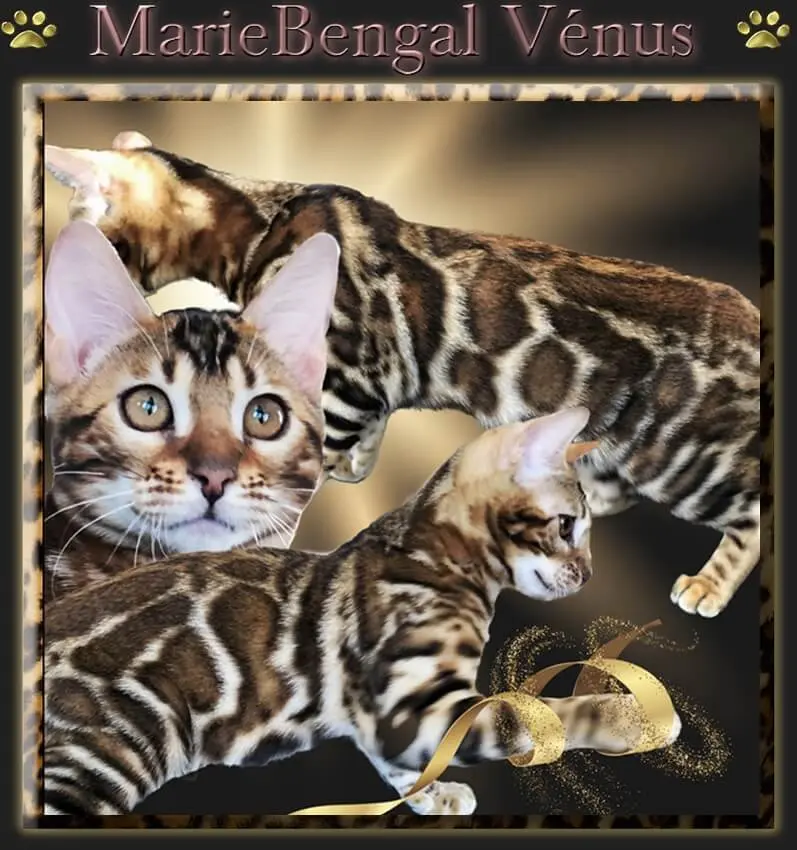 Chat de Bengal