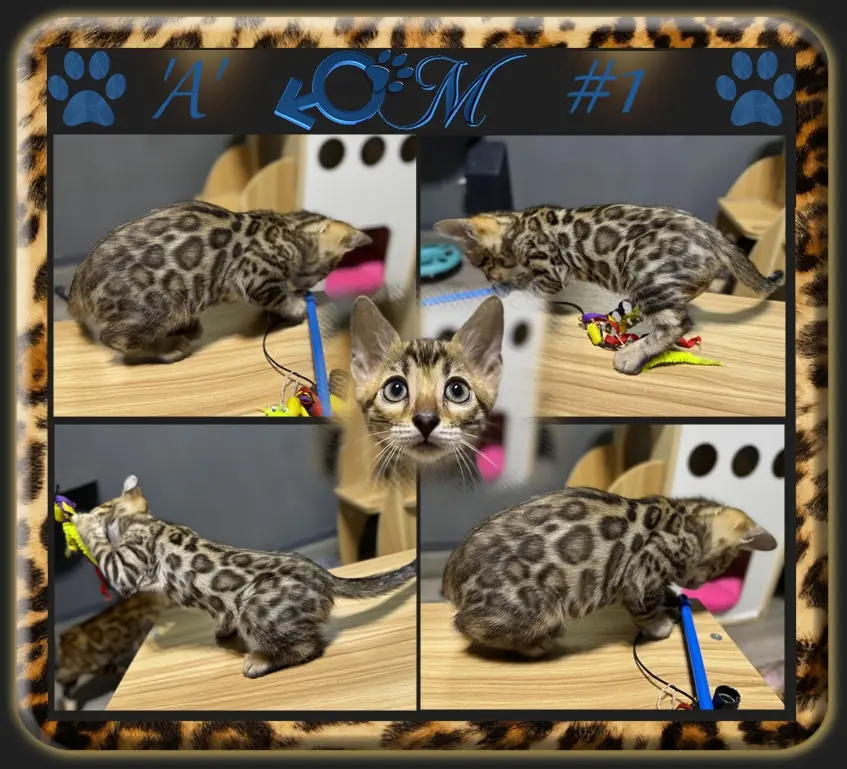Chaton Bengal