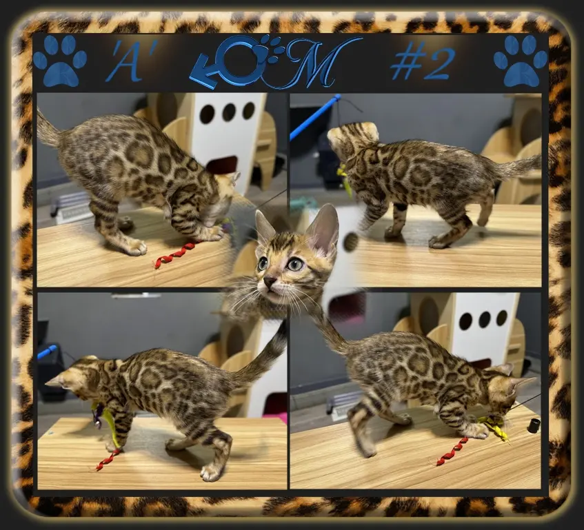 Chaton Bengal