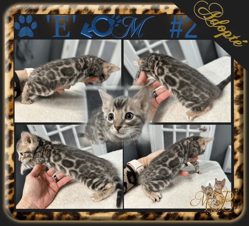 chaton Bengal a vendre Chaton Bengal