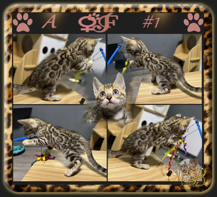 Chaton Bengal