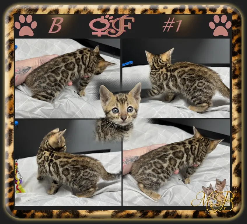Chaton Bengal