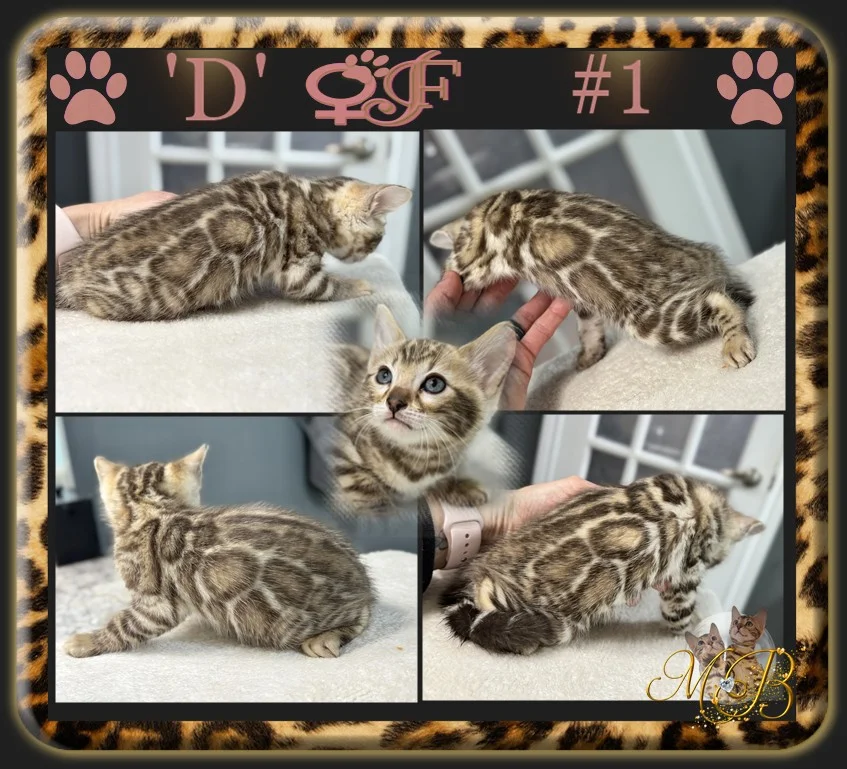 chaton Bengal a vendre Chaton Bengal