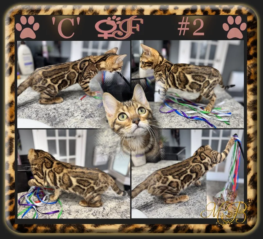 Bengal a vendre Bengal