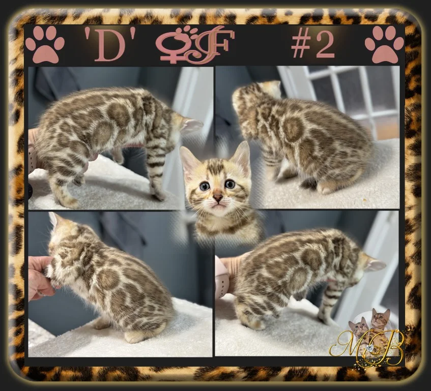 Bengal a vendre Bengal