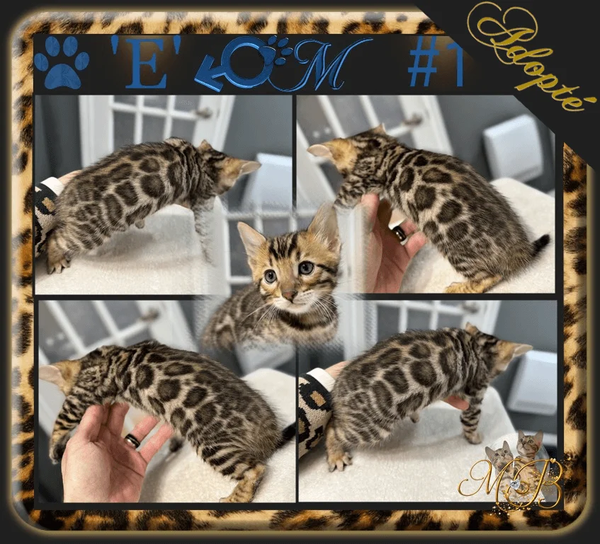 chaton Bengal a vendre Chaton Bengal