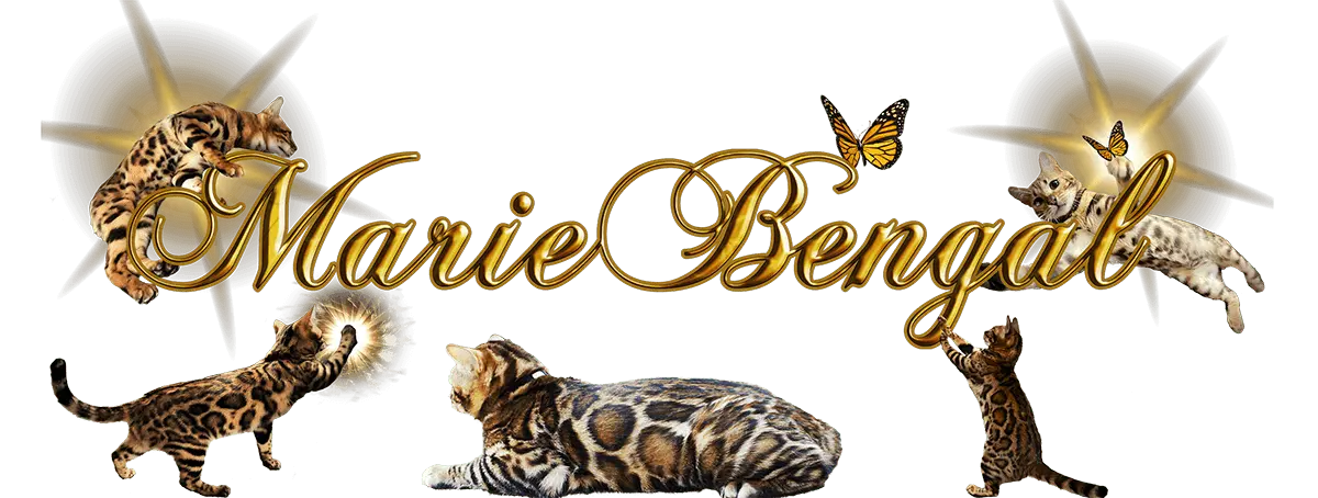 Marie Bengal Breeder