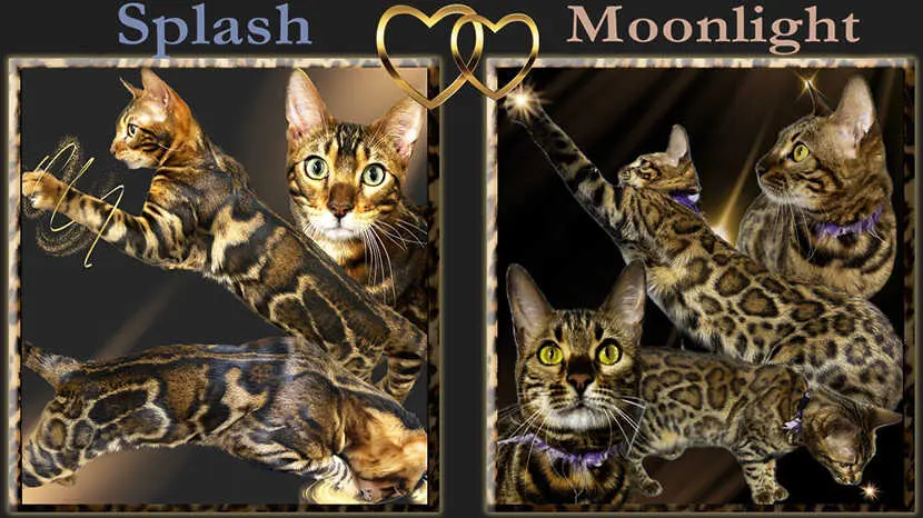 bengal